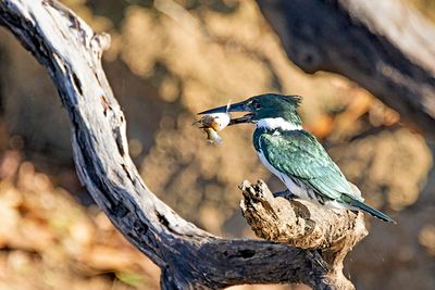 Amazon Kingfisher (Chloroceryle amazona) -- female