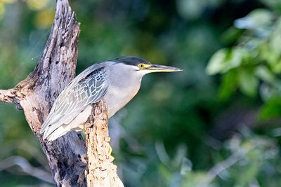 Striated Heron (Butorides striata)