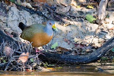 Gray-cowled Wood-Rail (Aramides cajaneus)
