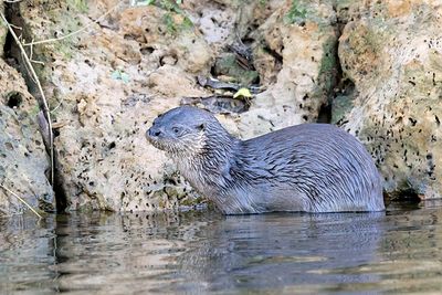 Neotropical Otter (Lontra longicaudis)