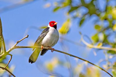Yellow-billed Cardinal (Paroaria capitata)
