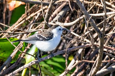 Pied Water Tyrant (Fluvicola pica)