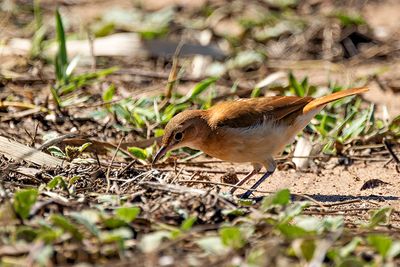 Rufous Casiornis (Casiornis rufus)