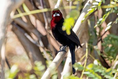 Silver-beaked Tanager (Ramphocelus carbo)
