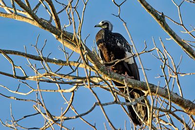 Blue-throated Piping Guan (Pipile cumanensis)