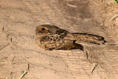 Pauraque (Nyctidromus albicollis)