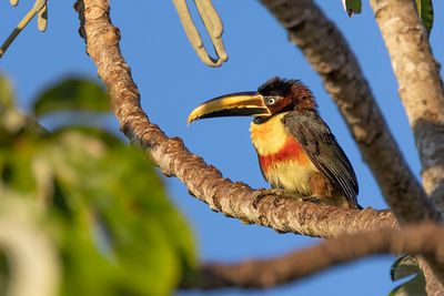 Chestnut-eared Aracari (Pteroglossus castanotis)