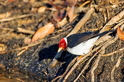 Yellow-billed Cardinal (Paroaria capitata)