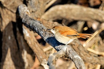 Yellow-chinned Spinetail (Certhiaxis cinnamomeus)