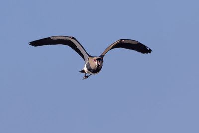 Southern Lapwing (Vanellus chilensis)