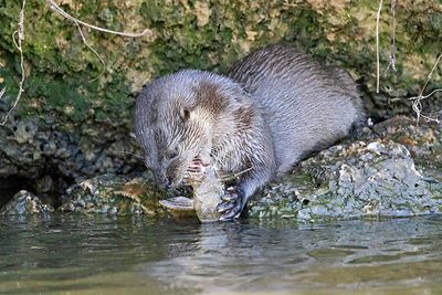 Neotropical Otter (Lontra longicaudis)