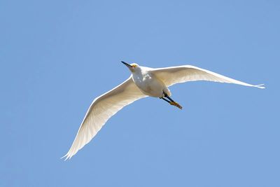 Snowy Egret (Egretta thula)
