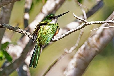 Rufous-tailed Jacamar (Galbula ruficauda)