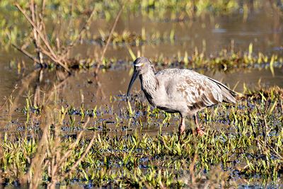 Plumbeous Ibis (Theristicus caerulescens)