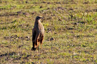 Savanna Hawk (Buteogallus meridionalis)