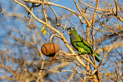 Scaly-headed Parrot (Pionus maximiliani)