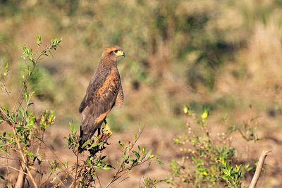 Savanna Hawk (Buteogallus meridionalis)