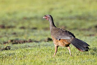 Chaco Chachalaca (Ortalis canicollis)