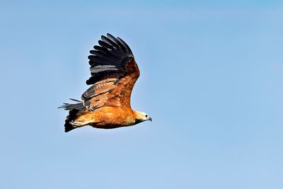 Black-collared Hawk (Busarellus nigricollis)