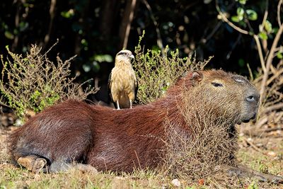 Yellow-headed Caracara (Milvago chimachima)