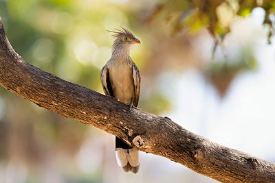 Guira Cuckoo (Guira guira)