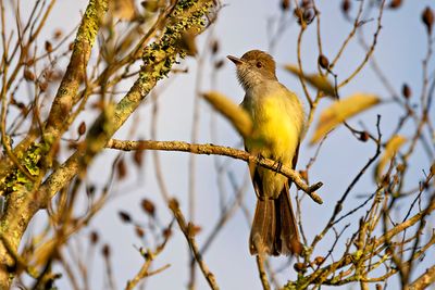 Short-crested Flycatcher (Myiarchus ferox)