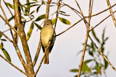 Southern Beardless Tyrannulet (Camptostoma obsoletum)