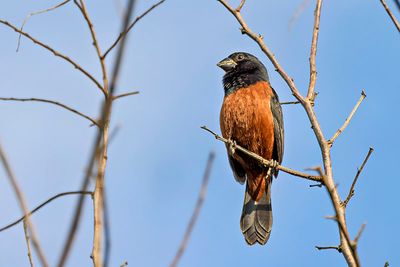 Chestnut-bellied Seed Finch (Oryzoborus angolensis) -- male