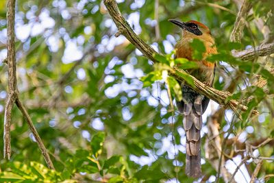 Rufous-capped Motmot (Baryphthengus ruficapillus)