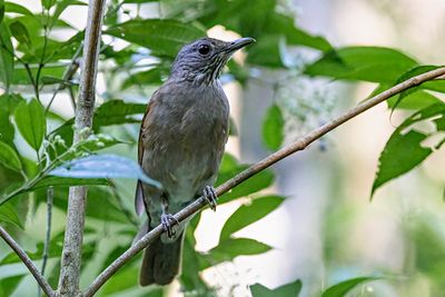 Pale-breasted Thrush (Turdus leucomelas)