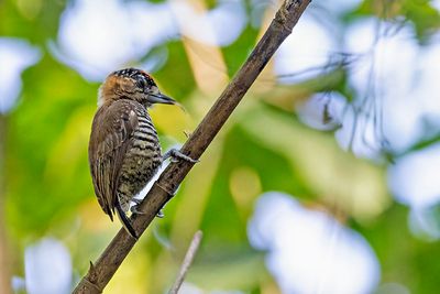 Ochre-collared Piculet (Picumnus temminckii) -- male