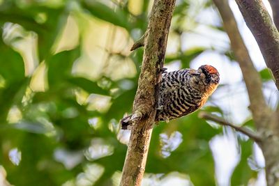 Ochre-collared Piculet (Picumnus temminckii) -- male