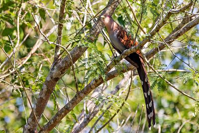 Squirrel Cuckoo (Piaya cayana)