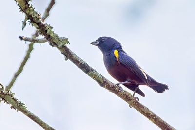 Chestnut-bellied Euphonia (Euphonia pectoralis) -- male