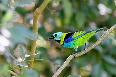 Green-headed Tanager (Tangara seledon)
