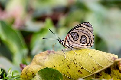 Diaethria sp.