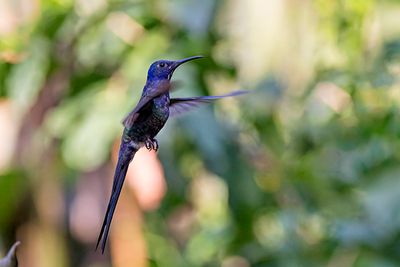 Swallow-tailed Hummingbird (Eupetomena macroura)