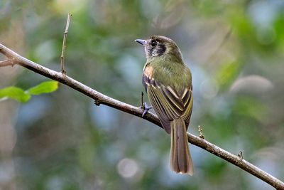 Sepia-capped Flycatcher (Leptopogon amaurocephalus)