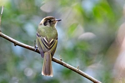 Sepia-capped Flycatcher (Leptopogon amaurocephalus)