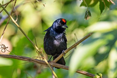 Ruby-crowned Tanager (Tachyphonus coronatus) -- male