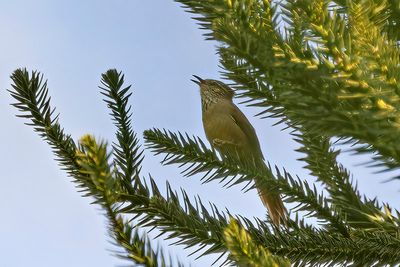 Araucaria Tit-Spinetail (Leptasthenura setaria)