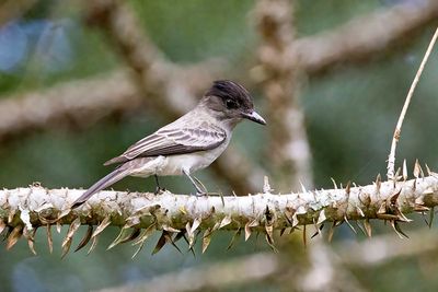Sibilant Sirystes (Sirystes sibilator)
