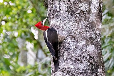 Robust Woodpecker (Campephilus robustus) -- female