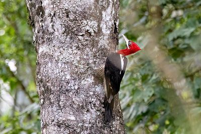 Robust Woodpecker (Campephilus robustus) -- female