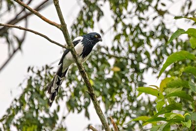 Magpie Tanager (Cissopis leverianus)