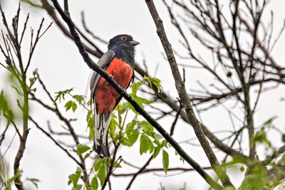 Surucua Trogon (Trogon surrucura) -- male