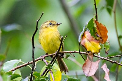 Yellow Tyrannulet (Capsiempis flaveola)