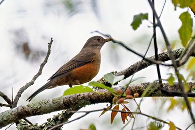 Rufous-bellied Thrush (Turdus rufiventris)