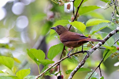Ruby-crowned Tanager (Tachyphonus coronatus) -- female