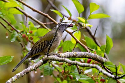 Green-winged Saltator (Saltator similis)